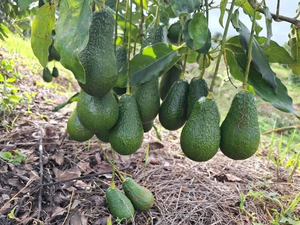 A branch loaded with avocados