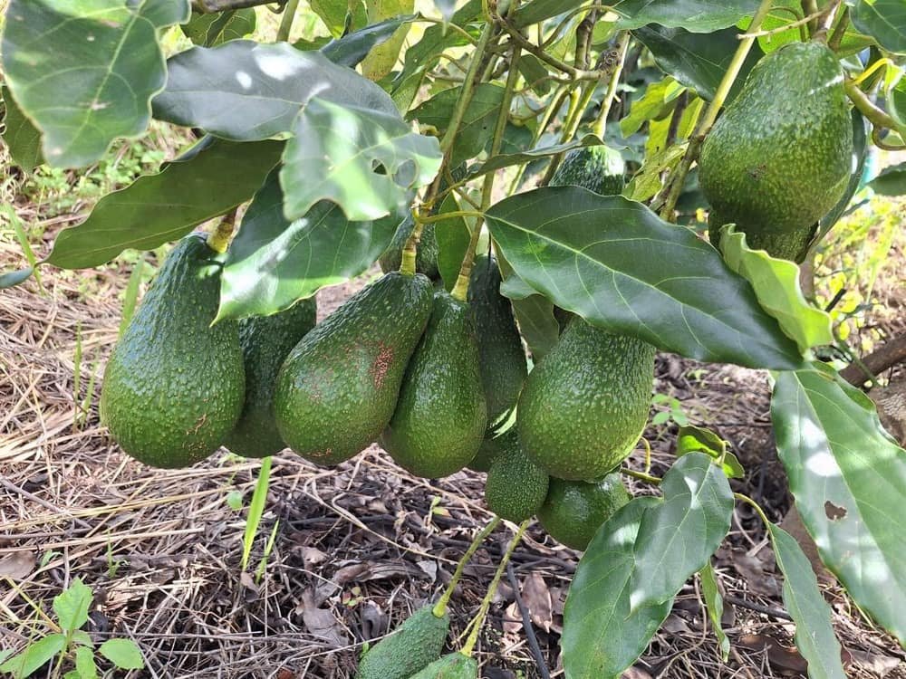 Bunches of avocados ready for harvest