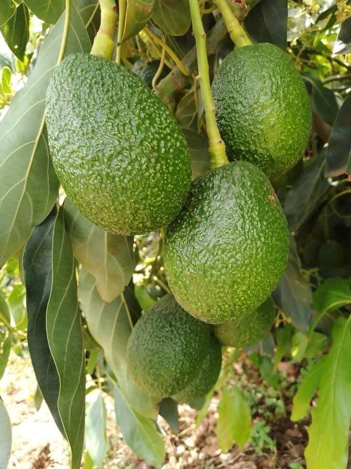 Avocados ripening on the tree