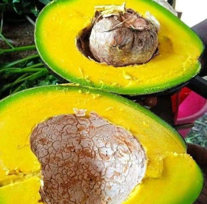 Freshly cut African avocado halves