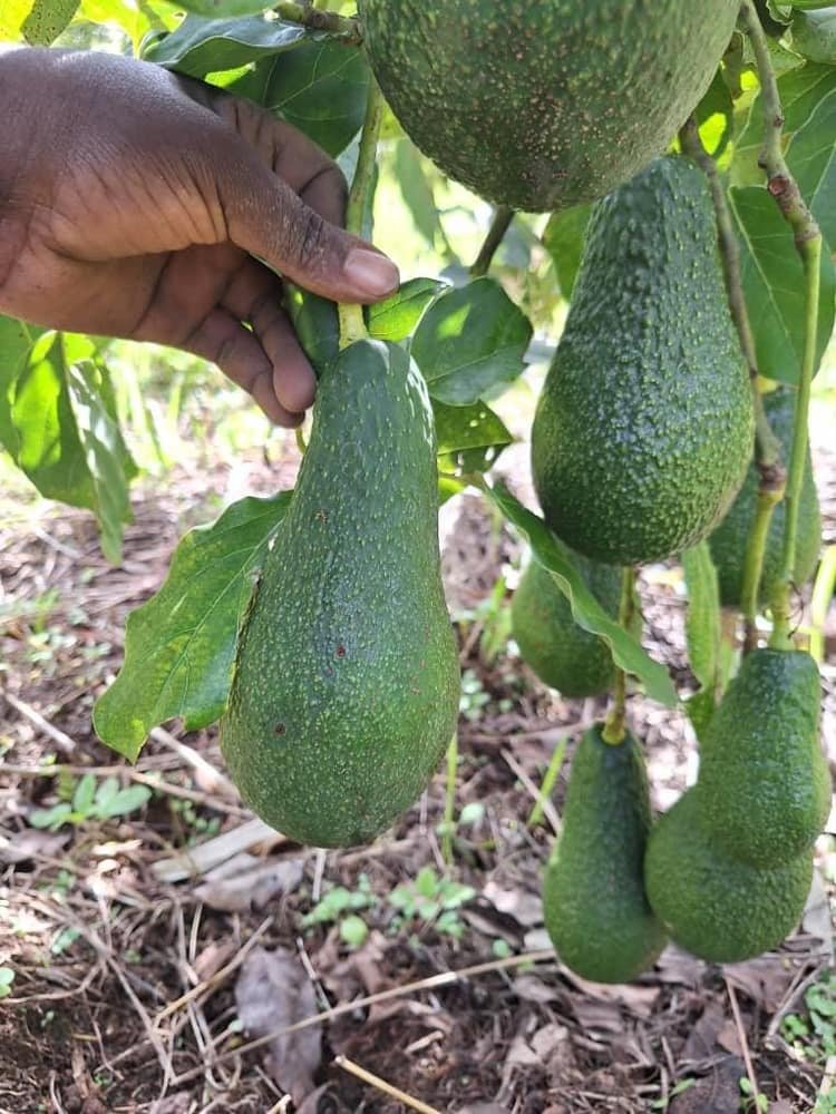 Hand-picking a ripe avocado from the tree