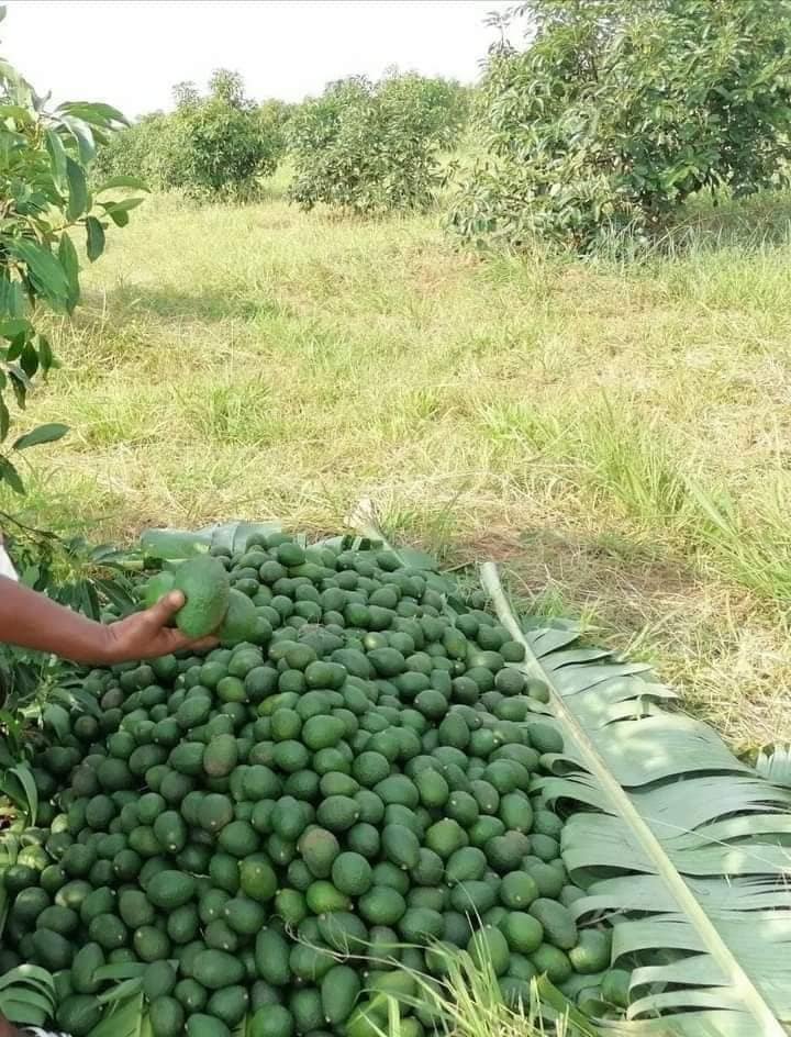 A fresh harvest pile at the orchard