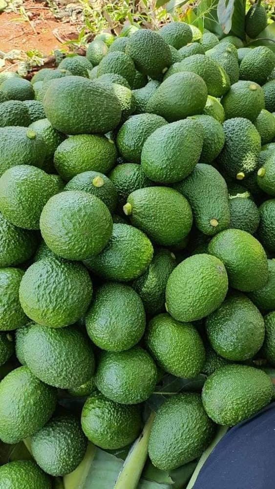 Close-up of freshly harvested avocados