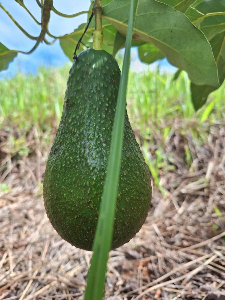 A single avocado hanging on the tree