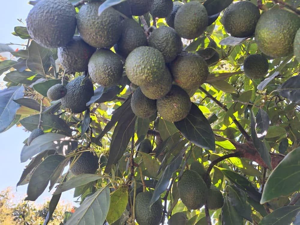 Avocado orchard canopy heavy with fruit